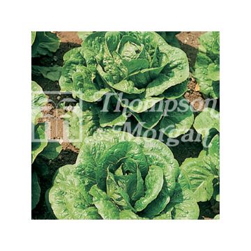 Alface-repolhuda Tom Thumb miniatura