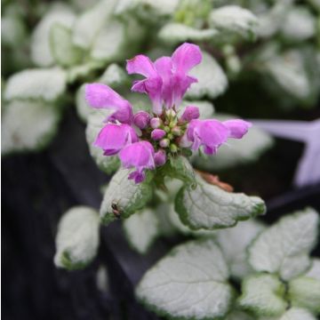 Lamium maculatum Red Nancy
