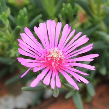 Lampranthus aurantiacus Flores Rosa