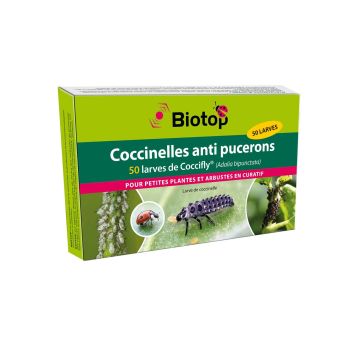 Larvas de joaninhas Coccifly Biotop contra pulgões Larvas de joaninhas Coccifly Biotop contra pulgões