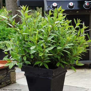 Loureiro Little Ragu