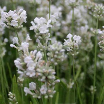 Alfazema Arctic Snow - Lavandula angustifolia