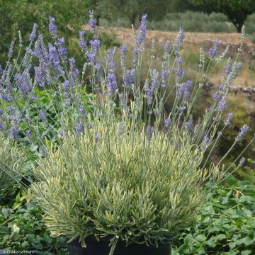 Alfazema Platinum Blonde - Lavandula intermedia