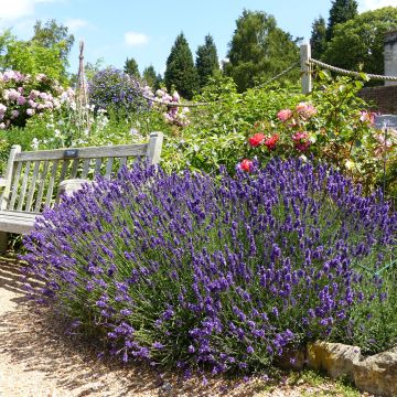 Alfazema Hidcote - Lavandula angustifolia