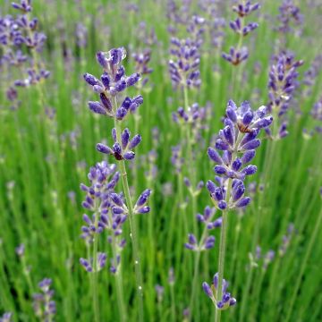 Alfazema Dwarf Blue - Lavandula angustifolia