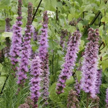 Liatris spicata