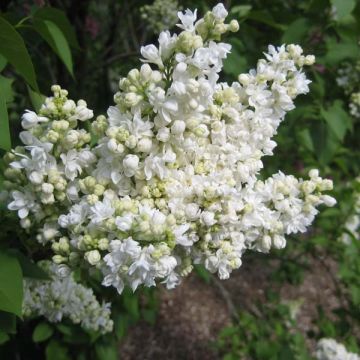Syringa vulgaris Madame Lemoine