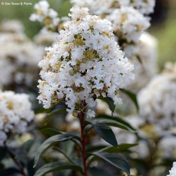 Árvore-de-júpiter Enduring White - Lagerstroemia indica