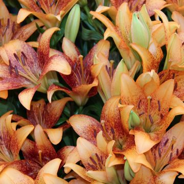 Lírio da Páscoa Longwood