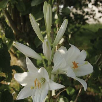 Açucena - Lilium candidum