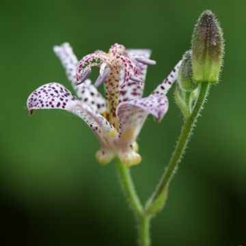 Tricyrtis hirta