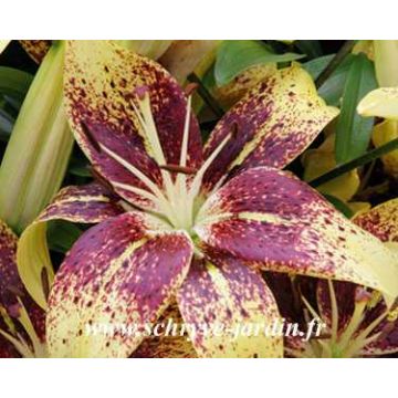 Lírio oriental Latvia