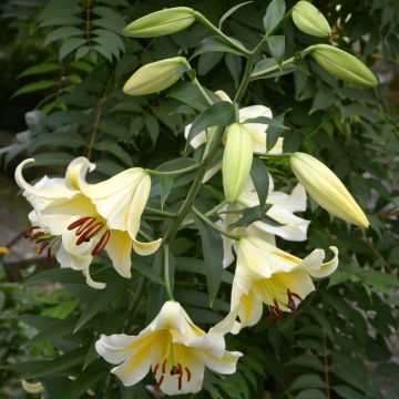 Lírio oriental Honeymoon