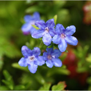 Lithodora diffusa Heavenly Blue