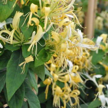 Lonicera similis var. delavayi