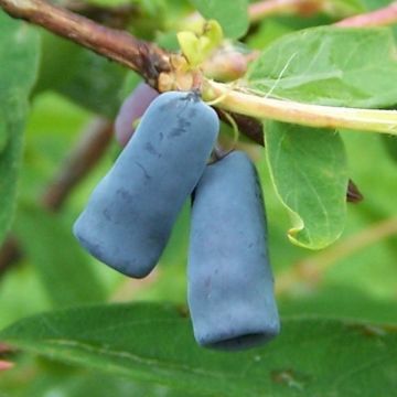 Madressilva azul Morena - Lonicera caerulea