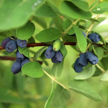 Madressilva-azul Blue Velvet - Lonicera caerulea
