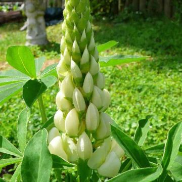 Lupinus Noblemaiden