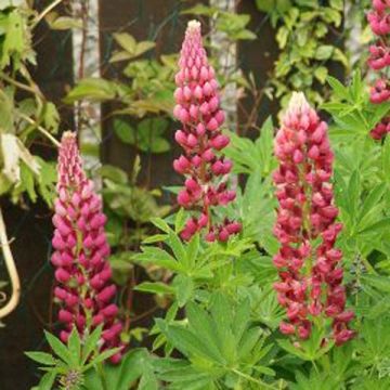 Lupinus Gallery Pink