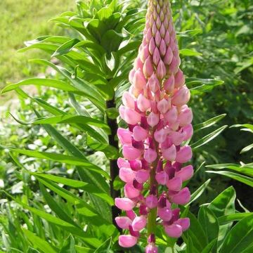 Lupinus The Châtelaine