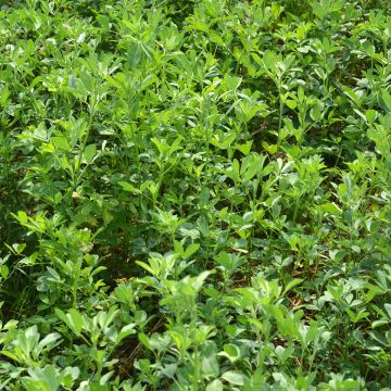 Alfafa Bio adubo verde - Medicago sativa
