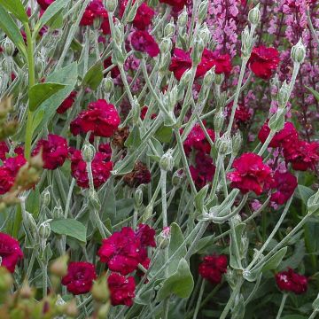 Lychnis coronaria Gardener's World