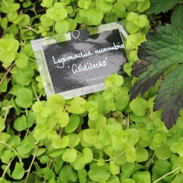 Lysimachia nummularia Goldilocks