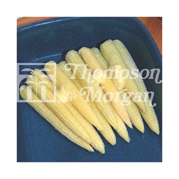 Milho-doce Mini Snobaby