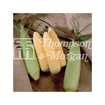 Milho-doce Swift - Zea mays