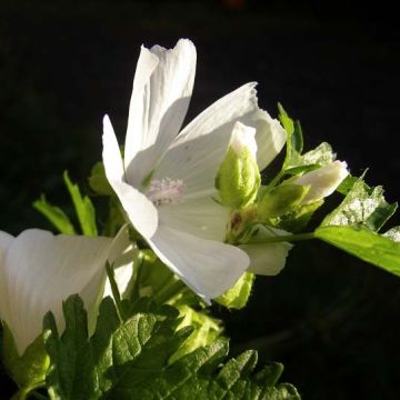 Malva-almiscarada Alba - Malva moschata