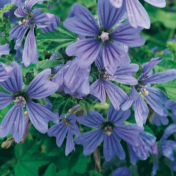 Malva silvestre Primley Blue