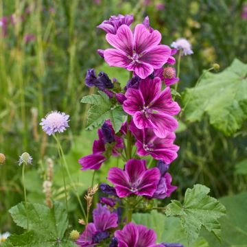 Malva silvestre Mauritiana em sementes