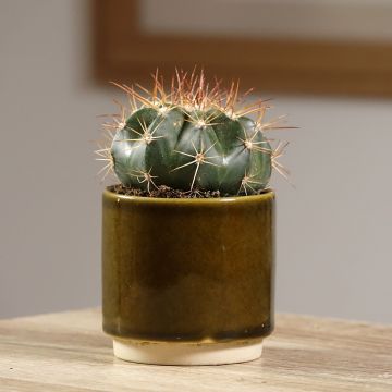 Melocactus azureus - Cacto