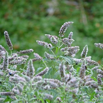 Hortelã buddleia - Mentha longifolia Buddleja