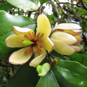 Magnolia figo - Magnólia-banana