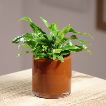 Microsorum pteropus - Feto de Java