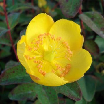 Hypericum dummeri Peter Dummer