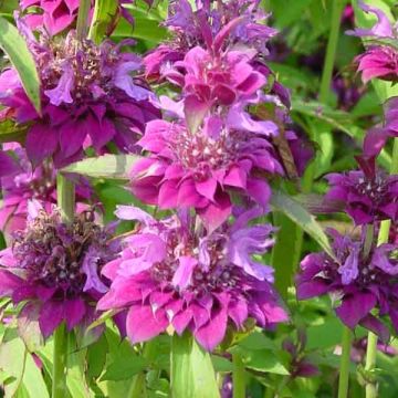 Monarda Bergamo Rosa Púrpura em sementes