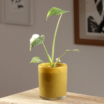 Monstera deliciosa Thai Constellation