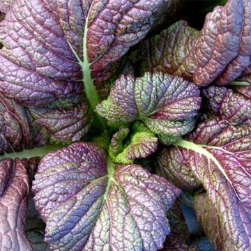 Mostarda Red Giant - Ferme de Sainte Marthe Bio