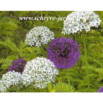 Allium multibulbosum