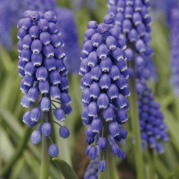 Jacinto-uva Big Smile - Muscari armeniacum