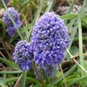 Jacinto-uva Blue Spike - Muscari armeniacum