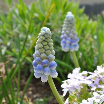 Uva-de-jacinto Ocean Magic - Muscari aucheri
