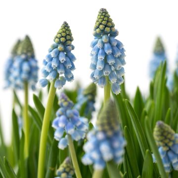 Uva-de-jacinto Cool Blues - Muscari aucheri
