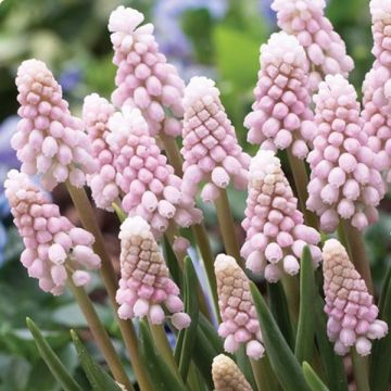 Uva-de-jacinto Pink Sunrise - Muscari