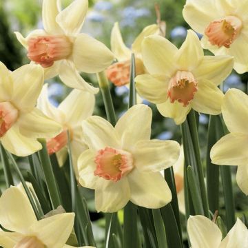 Narciso ciclamineus Prototype