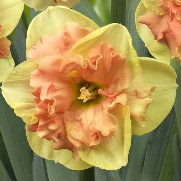 Narciso de coroa dividida Vanilla Peach