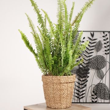 Nephrolepis cordifolia Artic Jungle