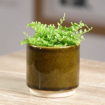 Nephrolepis exaltata Cotton Candy - Feto-de-Boston